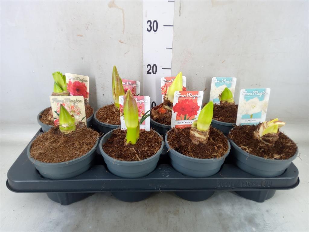 Горшечные цветы и растения оптом Hippeastrum   ... от 8шт из Голландии с доставкой по России