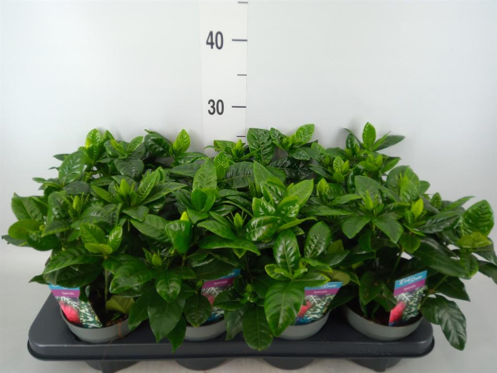 Горшечные цветы и растения оптом Gardenia Jasminoides от 8шт из Голландии с доставкой по России