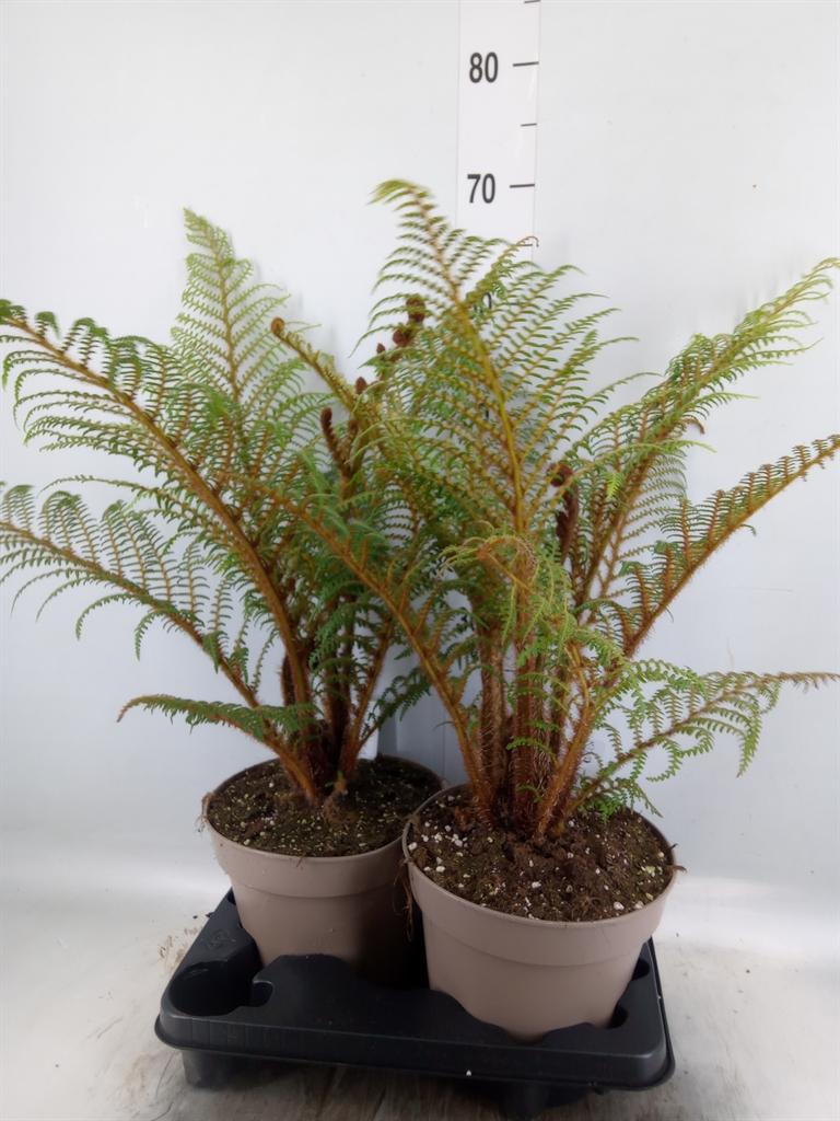 Горшечные цветы и растения оптом Cyathea Tomentosissima от 2шт из Голландии с доставкой по России