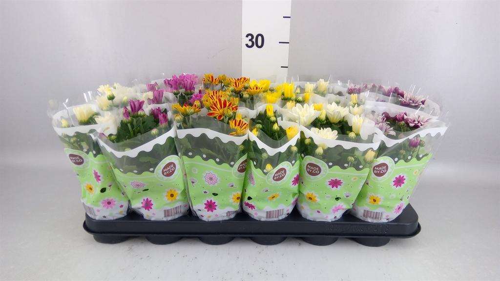 Горшечные цветы и растения оптом Chrysanthemum ..mix 5 от 18шт (для телеги) из Голландии с доставкой по России