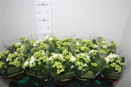 Горшечные цветы и растения оптом Kal Ge Whites White от 10шт из Голландии с доставкой по России