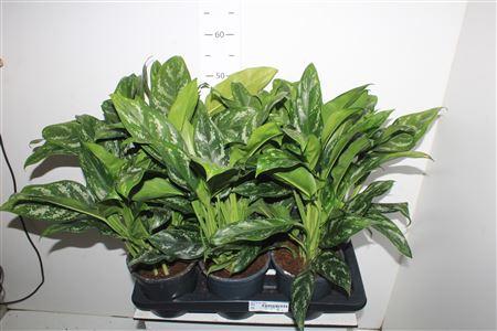 Горшечные цветы и растения оптом Ag Kl Green Lady P17. от 6шт из Голландии с доставкой по России