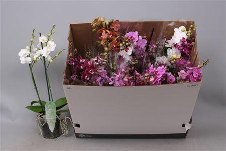 Горшечные цветы и растения оптом Phal Mf Gem 10 Kl 2 Branches 30+ Vert. от 12шт из Голландии с доставкой по России