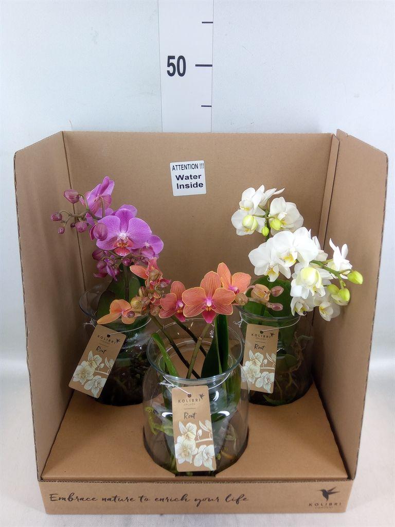 Горшечные цветы и растения оптом Phalaenopsis   ...mix от 3шт из Голландии с доставкой по России