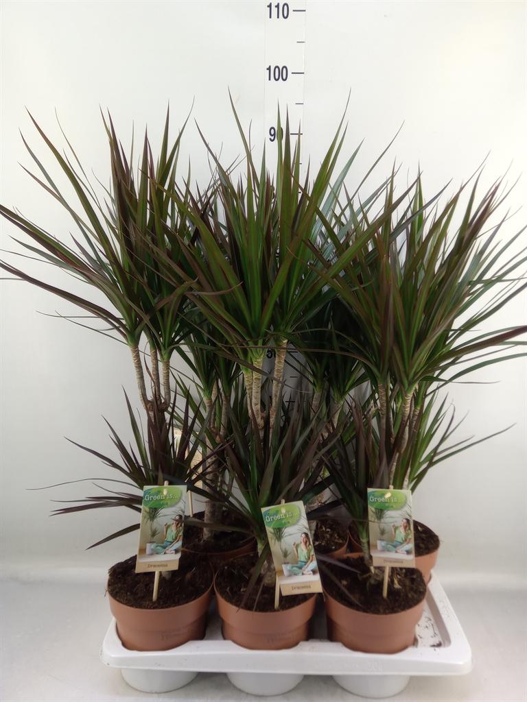 Горшечные цветы и растения оптом Dracaena   ...mix от 6шт из Голландии с доставкой по России