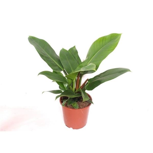 Горшечные цветы и растения оптом Philodendron Imperial Green от 6шт из Голландии с доставкой по России
