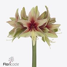 Срезанные цветы оптом Hippeastrum wild amazone от 15шт из Голландии с доставкой по России
