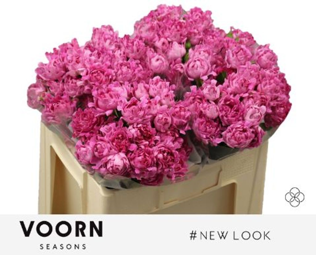 Срезанные цветы оптом Rosa spray hastags new look от 30шт из Голландии с доставкой по России