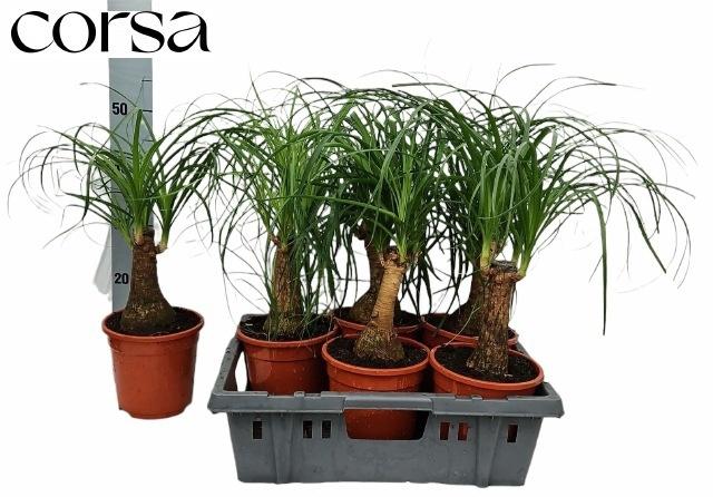 Горшечные цветы и растения оптом Beaucarnea Recur от 6шт из Голландии с доставкой по России