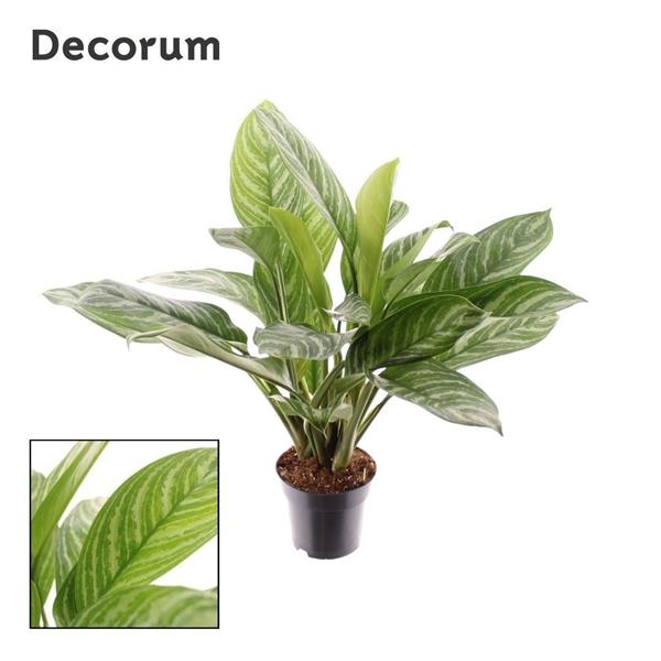 Горшечные цветы и растения оптом Aglaonema Stripes от 6шт из Голландии с доставкой по России