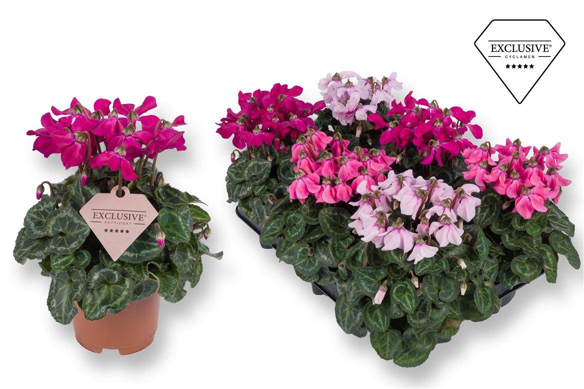 Горшечные цветы и растения оптом Cyclamen Petticoat Mix от 8шт (для телеги) из Голландии с доставкой по России
