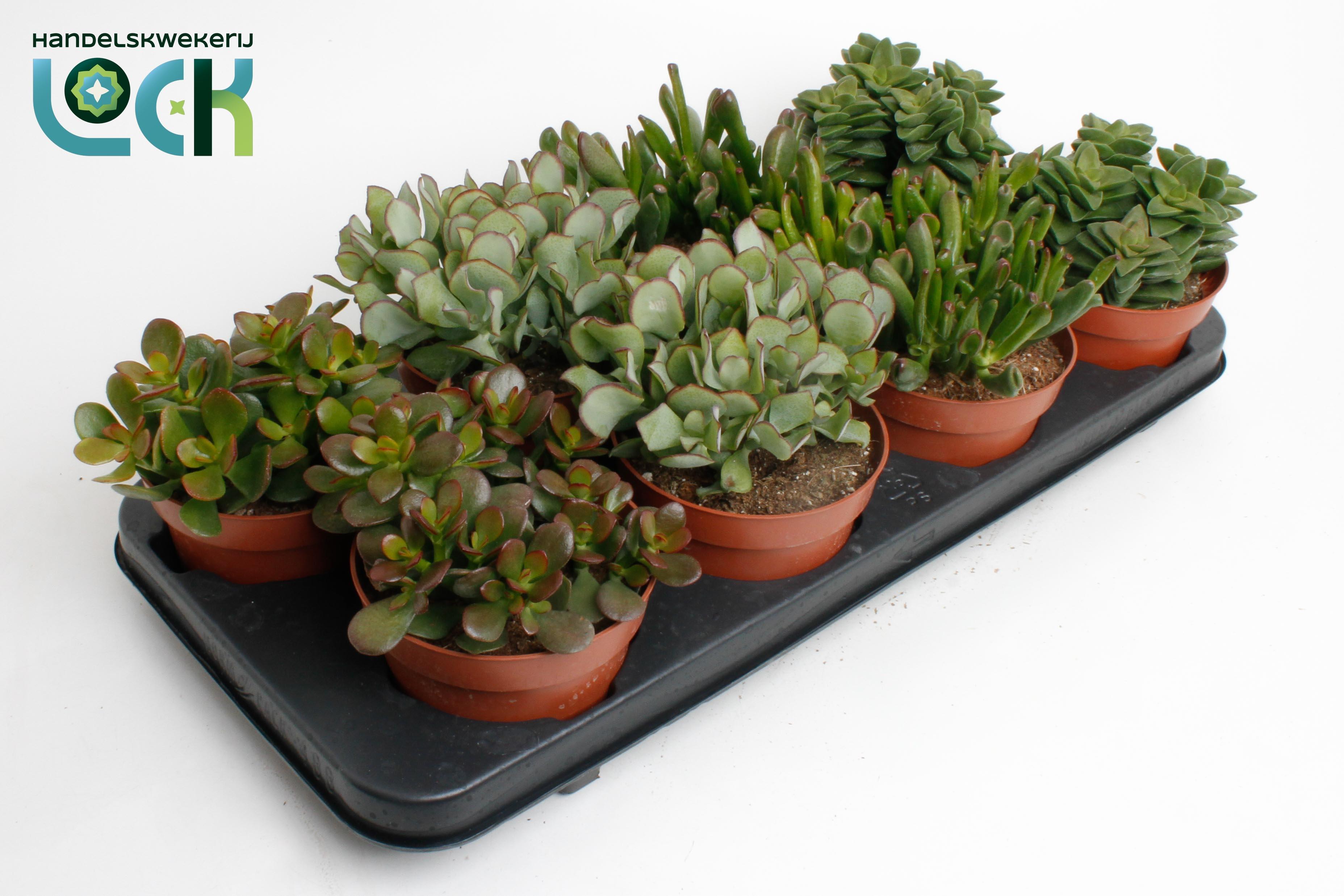 Горшечные цветы и растения оптом Crassula Mix от 6шт из Голландии с доставкой по России