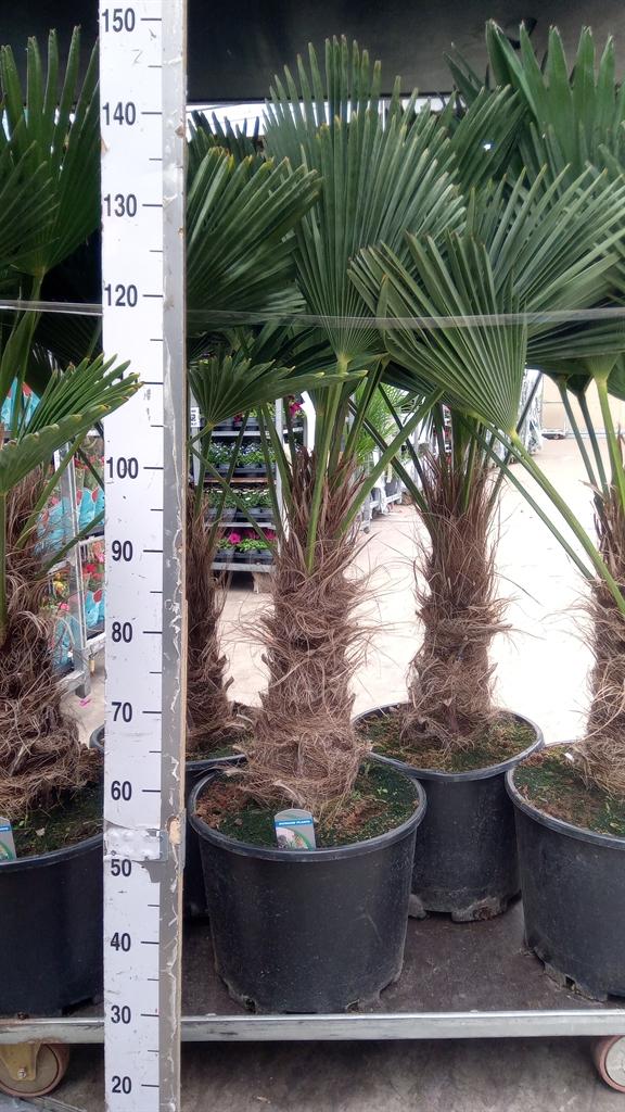 Горшечные цветы и растения оптом Trachycarpus Wagnerianus от 1шт из Голландии с доставкой по России