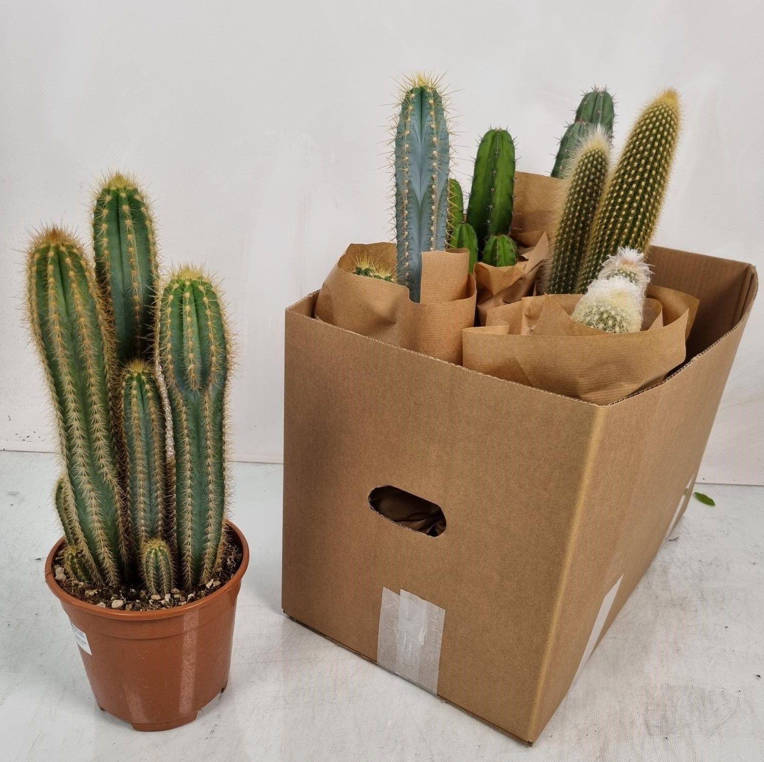 Горшечные цветы и растения оптом Cere Ov от 6шт из Голландии с доставкой по России