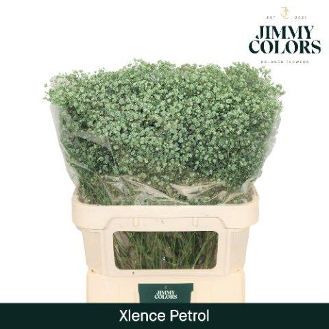 Срезанные цветы оптом Gyps large paint petrol от 50шт из Голландии с доставкой по России