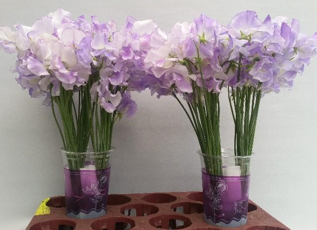 Срезанные цветы оптом Limonium paint mix pastel AAA от 50шт из Голландии с доставкой по России