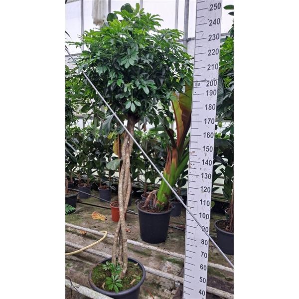 Горшечные цветы и растения оптом Schefflera Compacta Twisted от 1шт из Голландии с доставкой по России