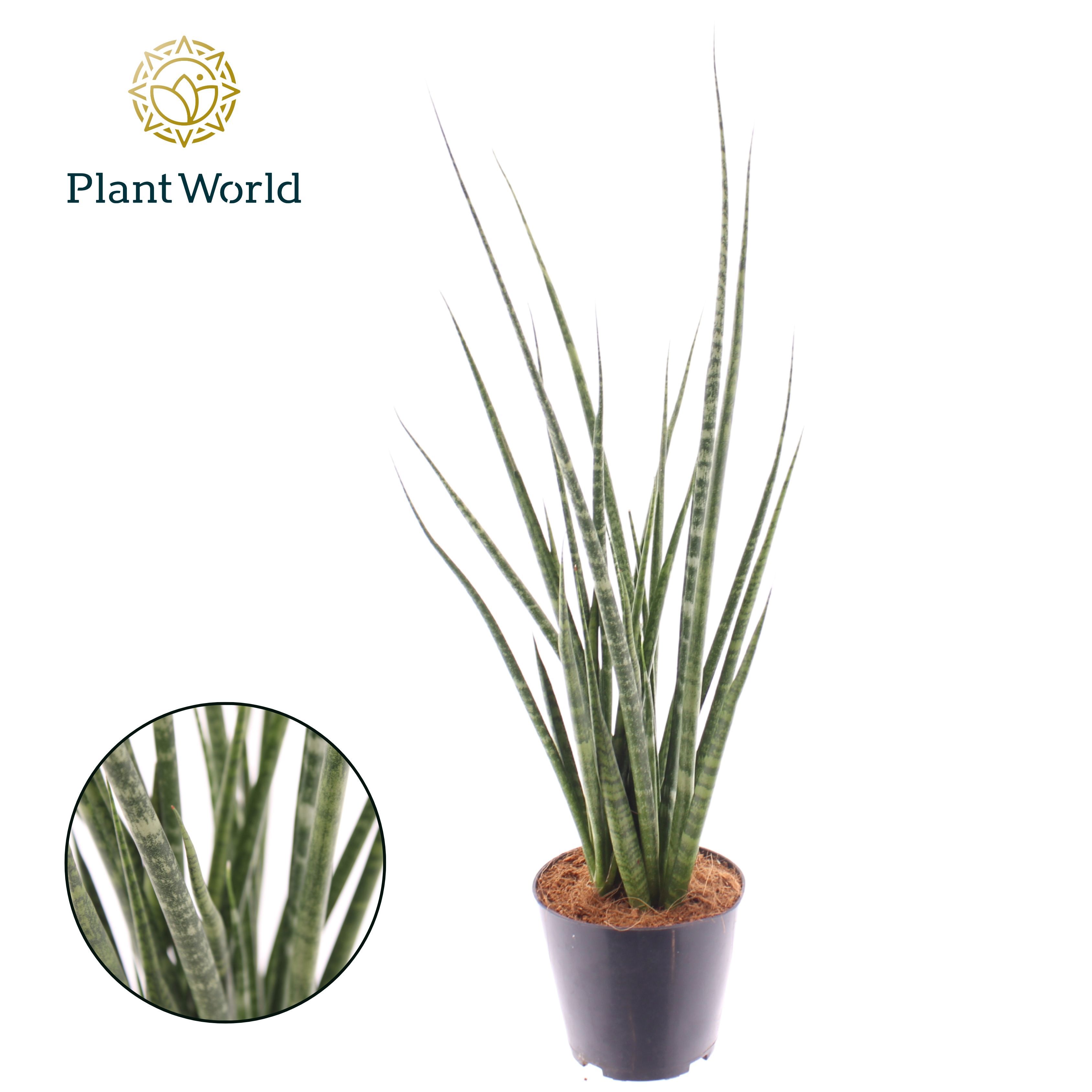 Горшечные цветы и растения оптом Sansevieria Digitorum от 6шт из Голландии с доставкой по России