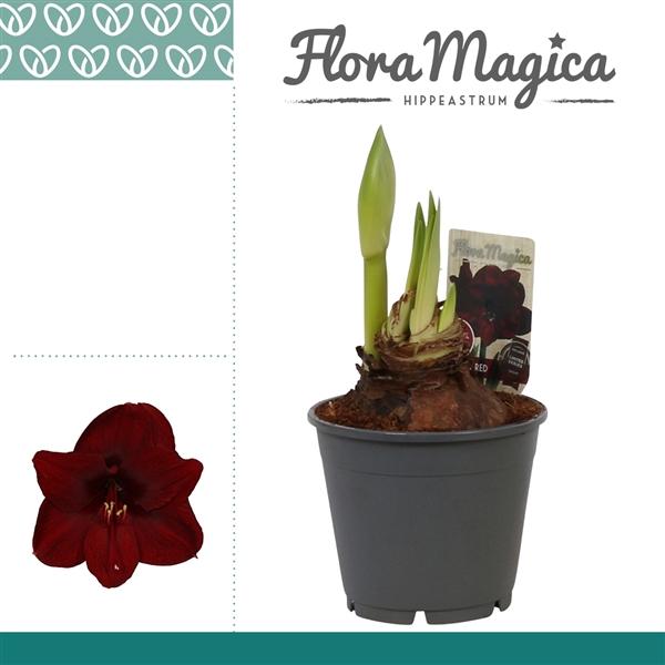 Горшечные цветы и растения оптом Hipp Dark Red 2pp от 7шт из Голландии с доставкой по России