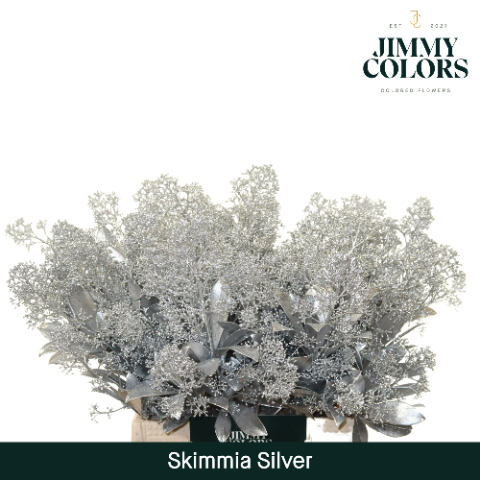 Срезанные цветы оптом Skimmia paint silver от 10шт из Голландии с доставкой по России