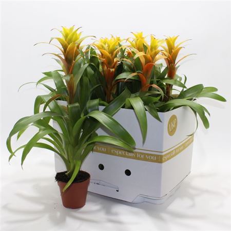 Горшечные цветы и растения оптом Guzm Ov от 9шт из Голландии с доставкой по России