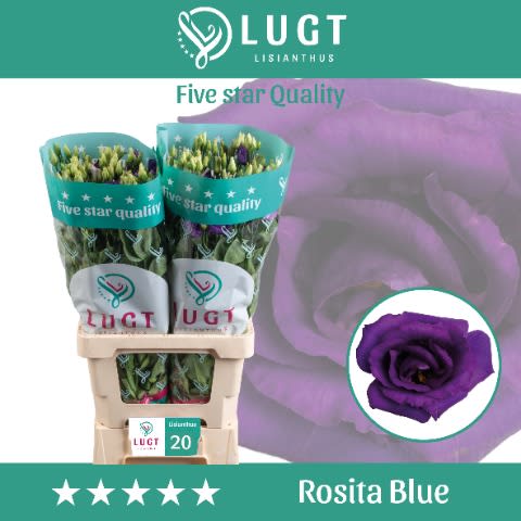 Срезанные цветы оптом Lisianthus do rosita blue от 20шт. из Голландии с доставкой по России