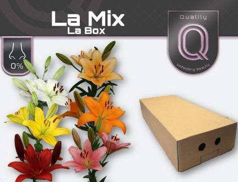 Срезанные цветы оптом Lilium la mix in bucket от 60шт из Голландии с доставкой по России