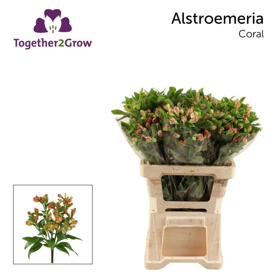 Срезанные цветы оптом Alstroemeria fl coral от 60шт из Голландии с доставкой по России