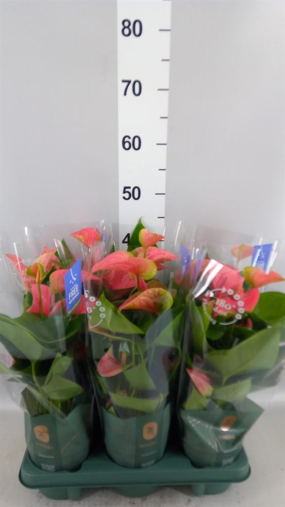 Горшечные цветы и растения оптом Anthurium karma Pink от 6шт из Голландии с доставкой по России