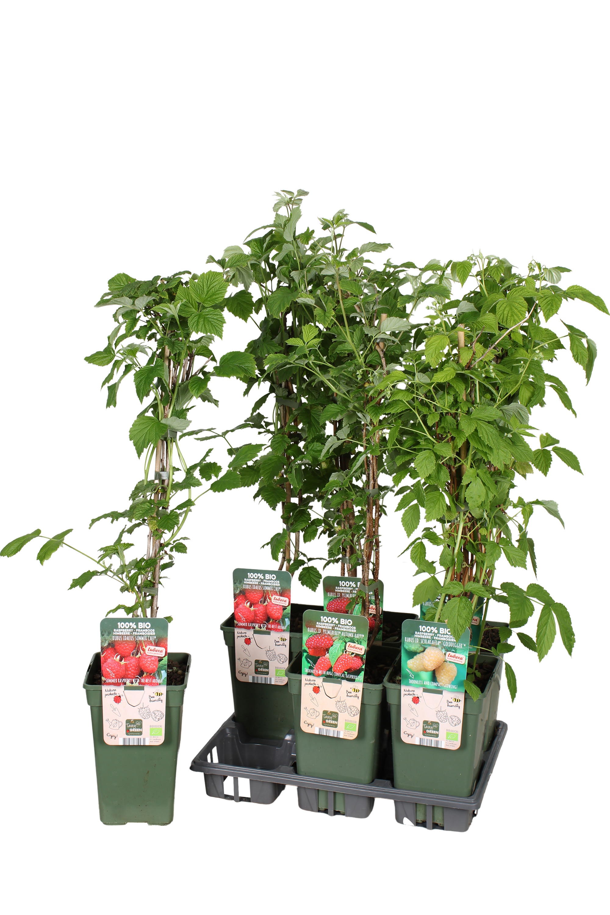 Горшечные цветы и растения оптом Rubus Idaeus от 6шт из Голландии с доставкой по России