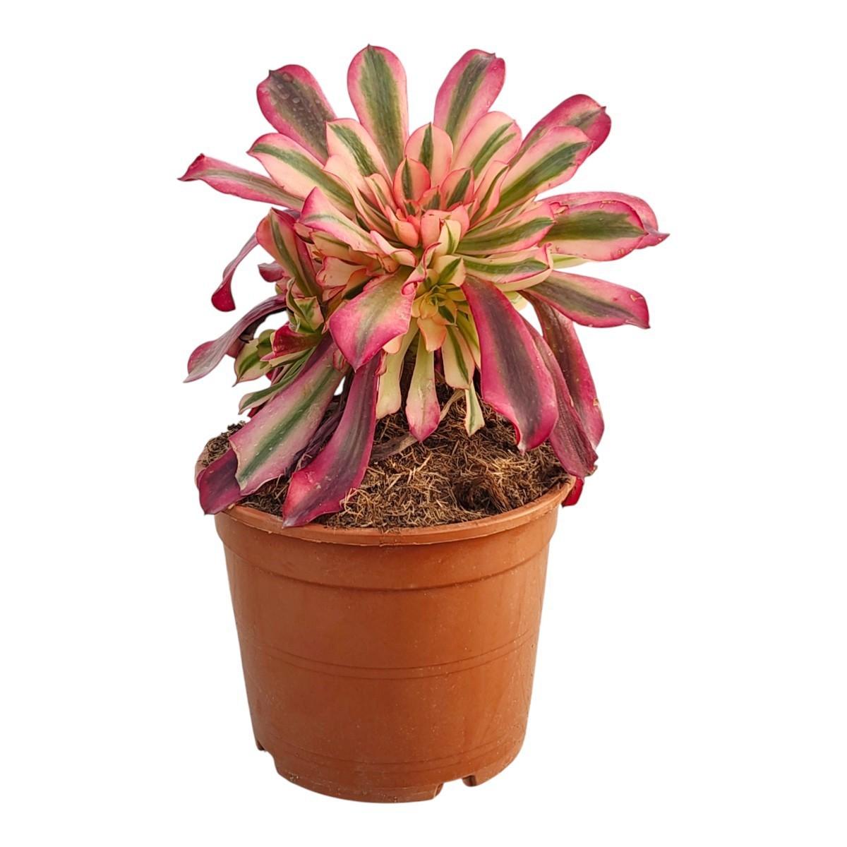 Горшечные цветы и растения оптом Aeonium Pink Witch Potcover от 1шт из Голландии с доставкой по России