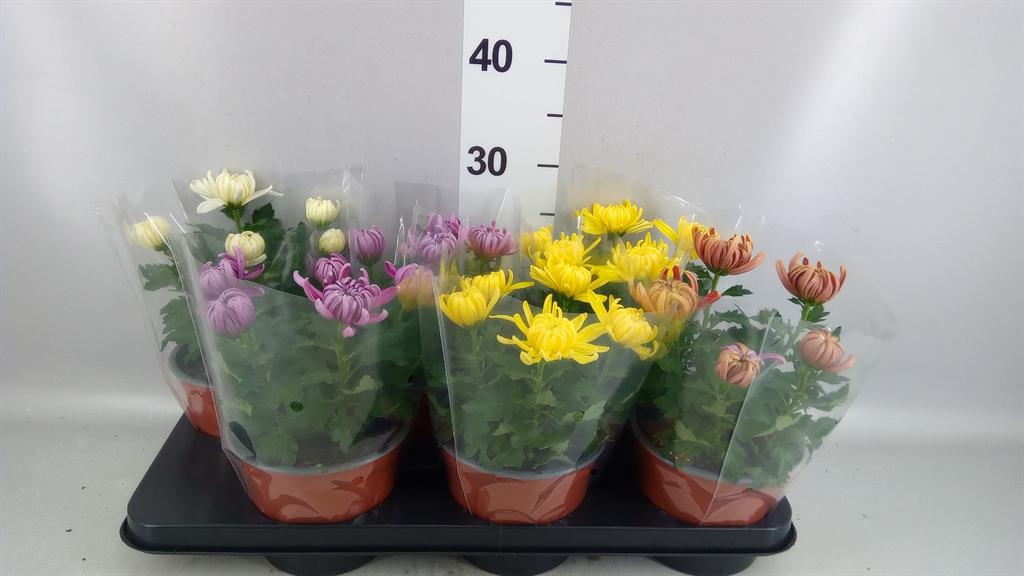 Горшечные цветы и растения оптом Chrysanthemum cosmo ..mix от 6шт из Голландии с доставкой по России