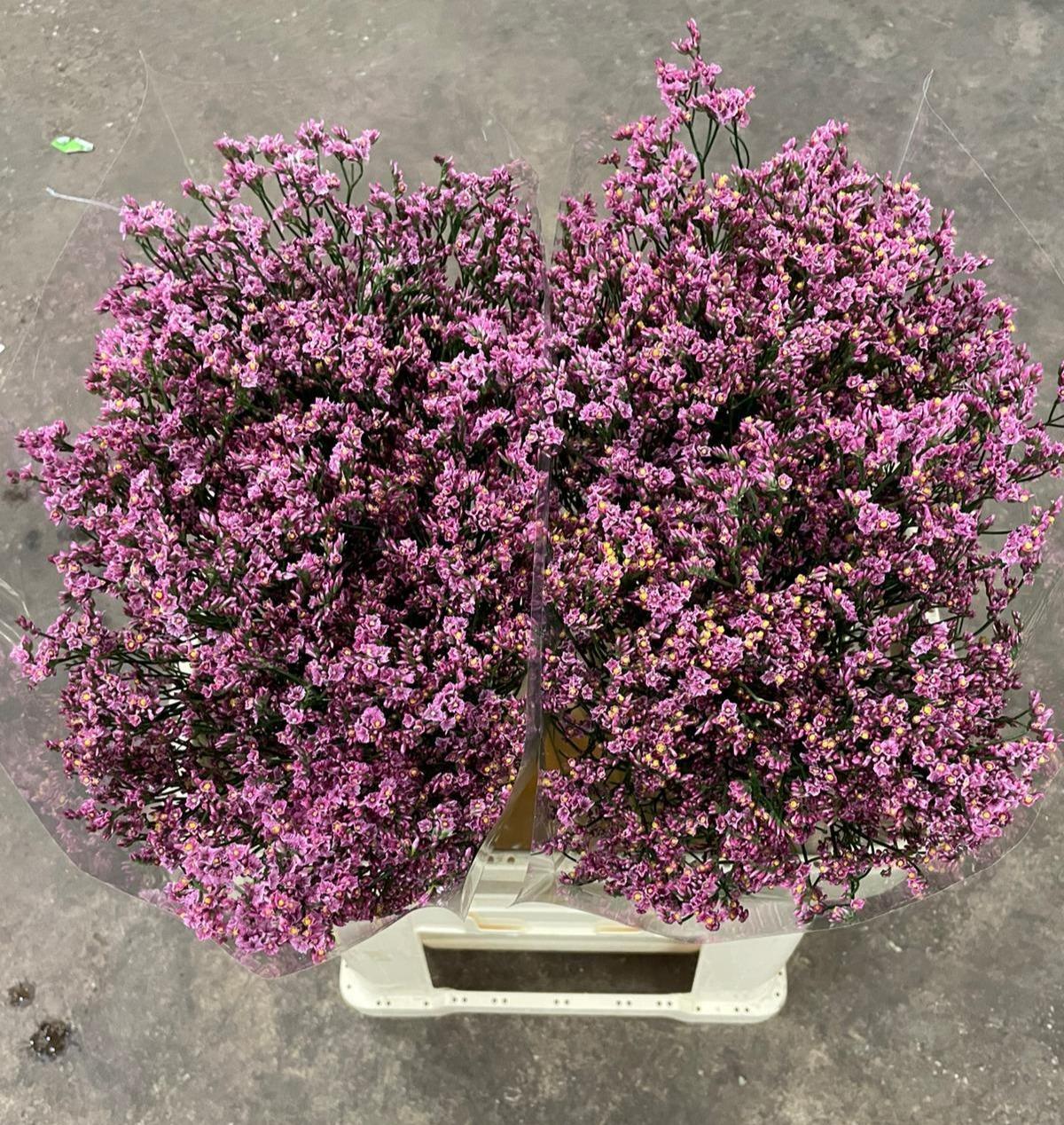 Срезанные цветы оптом Limonium naomi diamond от 50шт из Голландии с доставкой по России