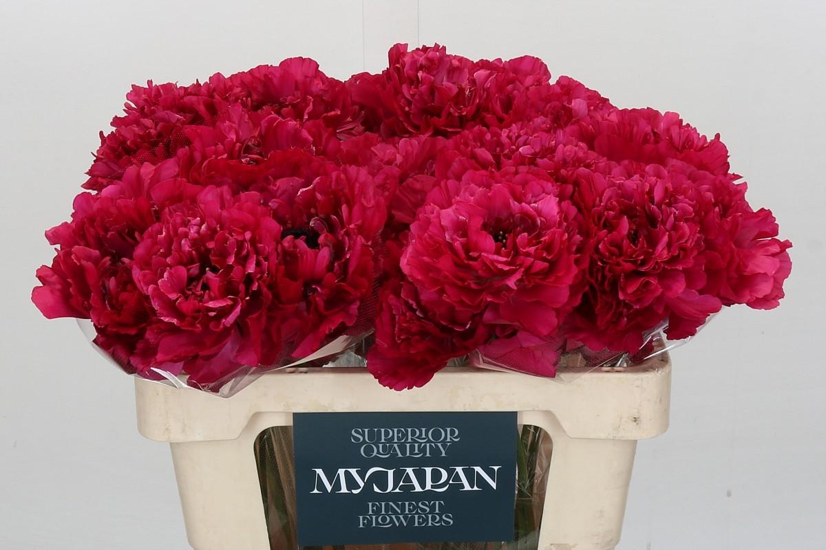 Срезанные цветы оптом Ranunculus charlotte rose от 30шт из Голландии с доставкой по России