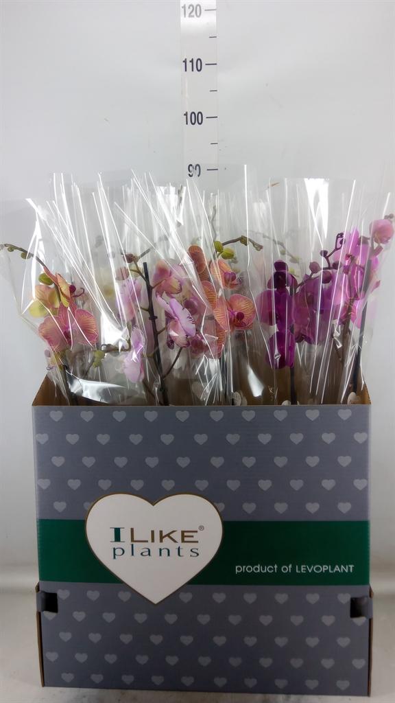 Горшечные цветы и растения оптом Phalaenopsis   ...mix от 12шт' из Голландии с доставкой по России