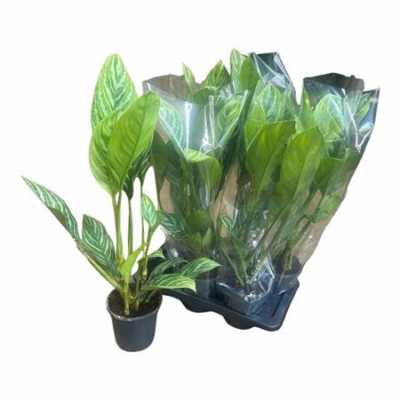 Горшечные цветы и растения оптом Aglao Stripes от 6шт из Голландии с доставкой по России