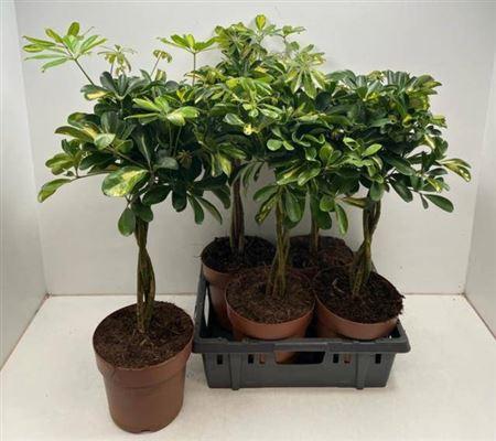 Горшечные цветы и растения оптом Schef Ar Gold Capell Stam от 4шт из Голландии с доставкой по России