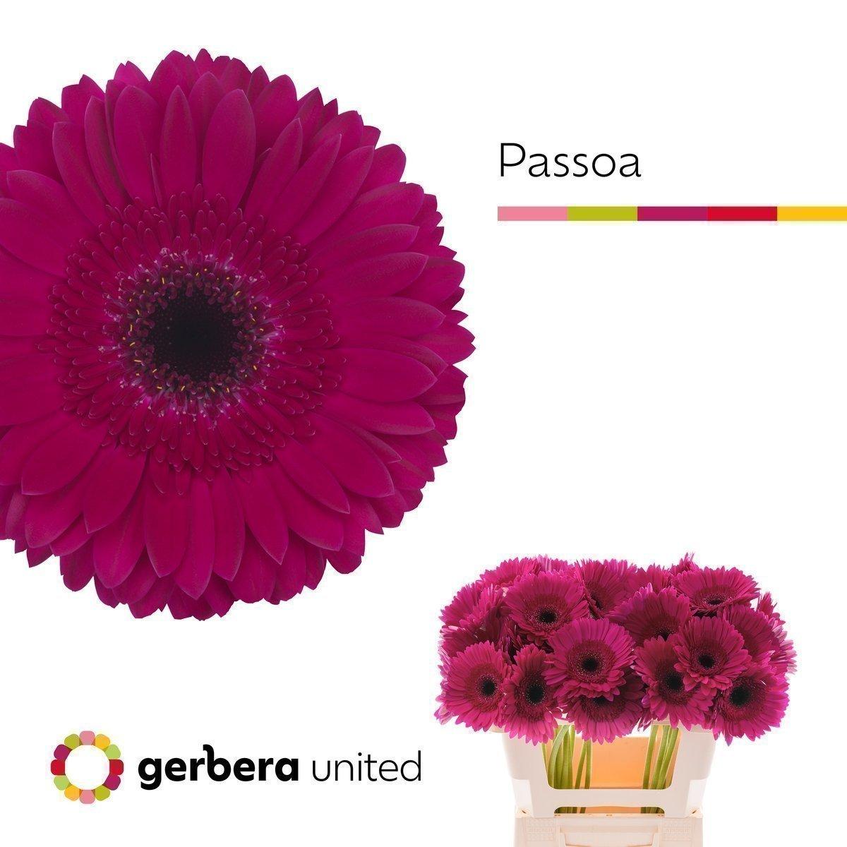 Срезанные цветы оптом Gerbera passoa от 40шт из Голландии с доставкой по России
