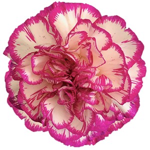 Срезанные цветы оптом Dianthus st kino от 80шт из Голландии с доставкой по России