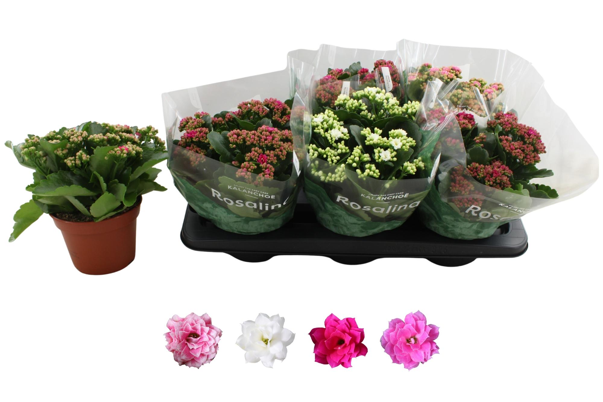 Горшечные цветы и растения оптом Kal Ge Ro Gem 4 Kl от 6шт из Голландии с доставкой по России