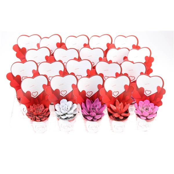 Горшечные цветы и растения оптом Echeveria Mix Rainbow + Little Love от 20шт (для телеги) из Голландии с доставкой по России