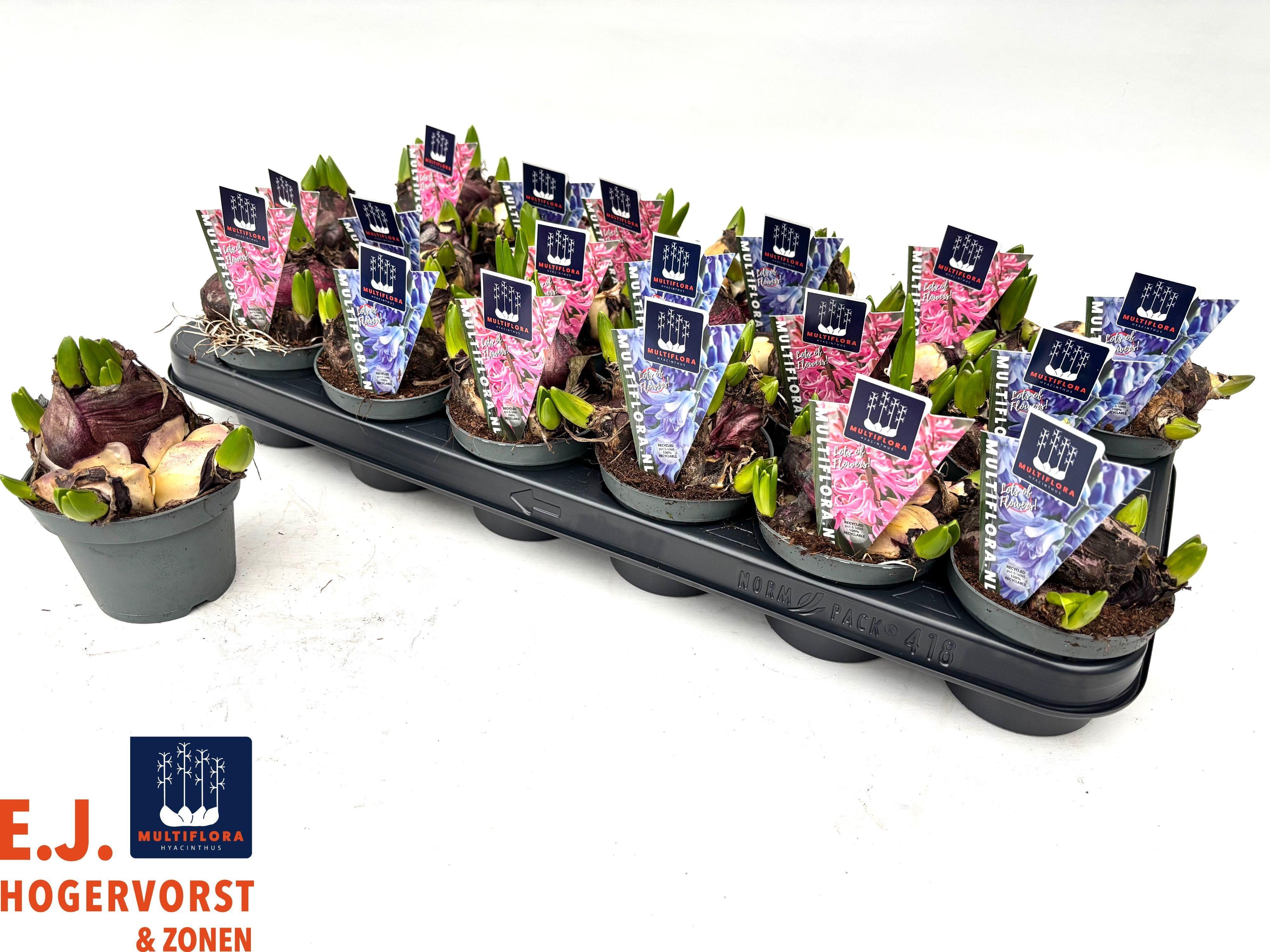 Горшечные цветы и растения оптом Hyacin Mult Gem 2 Kl от 18шт (для телеги) из Голландии с доставкой по России