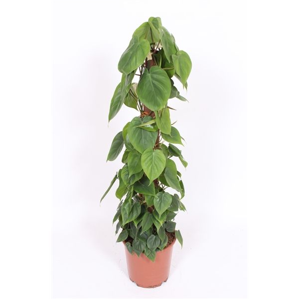 Горшечные цветы и растения оптом Philodendron Scandens Mospole от 1шт из Голландии с доставкой по России