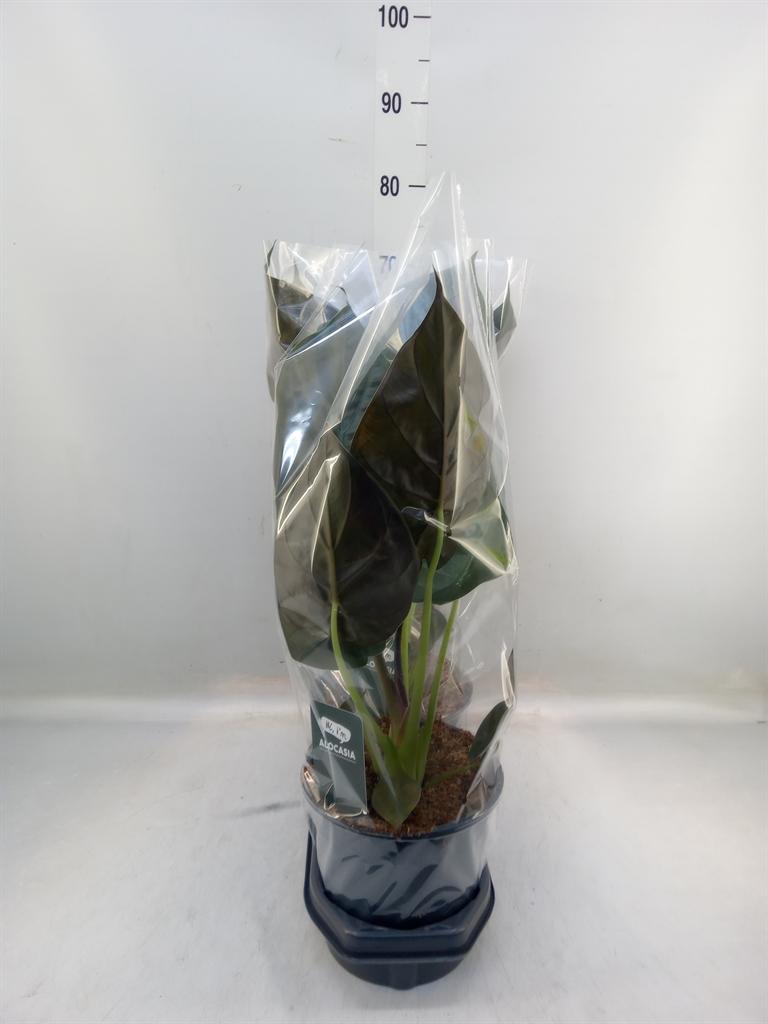 Горшечные цветы и растения оптом Alocasia Wentii от 3шт (для телеги) из Голландии с доставкой по России