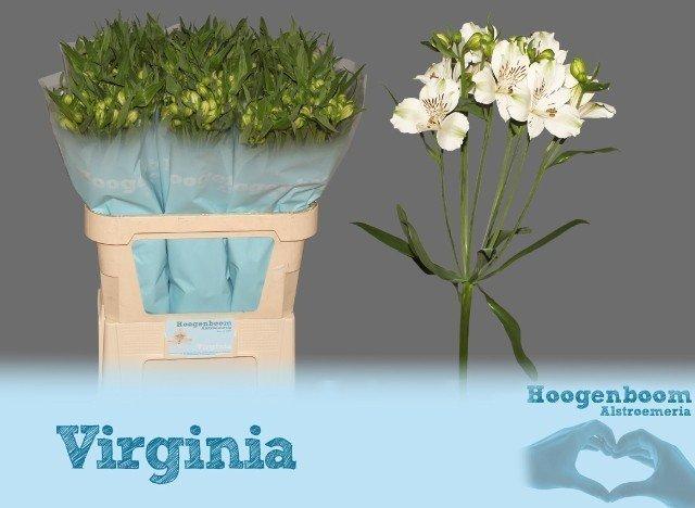 Срезанные цветы оптом Alstroemeria virginia от 80шт из Голландии с доставкой по России