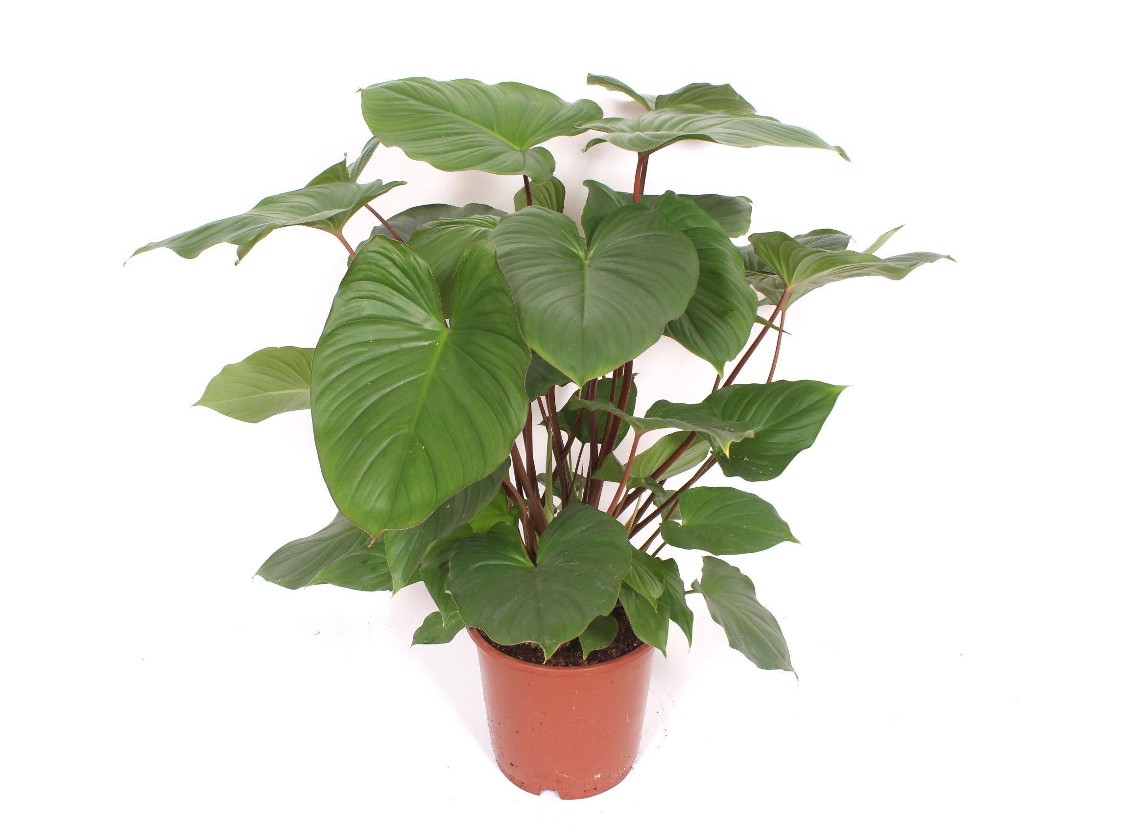 Горшечные цветы и растения оптом Homalomena Rubescens Maggy от 1шт из Голландии с доставкой по России