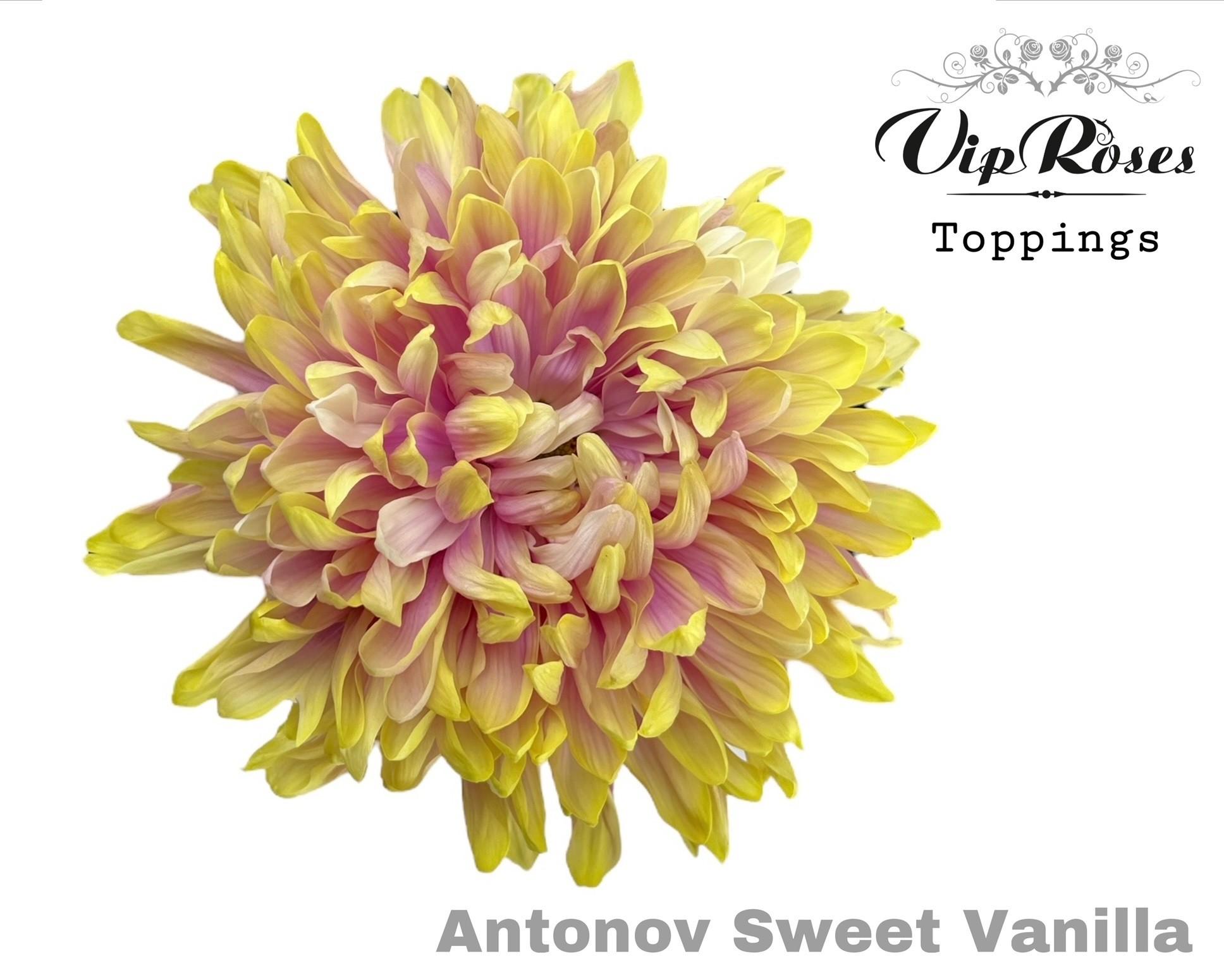 Срезанные цветы оптом Chrys bl paint antonov sweet vanilla от 20шт из Голландии с доставкой по России