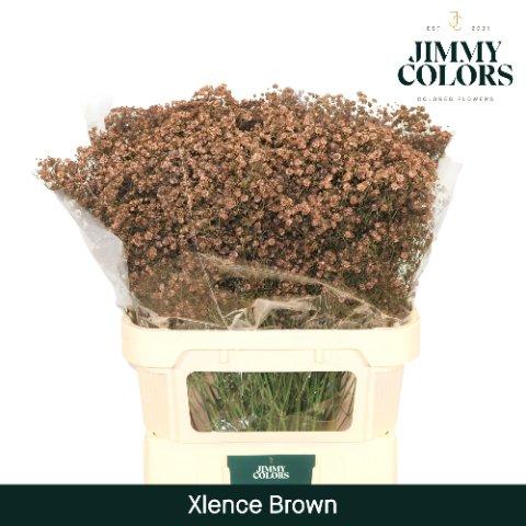 Срезанные цветы оптом Gyps large paint brown от 50шт из Голландии с доставкой по России