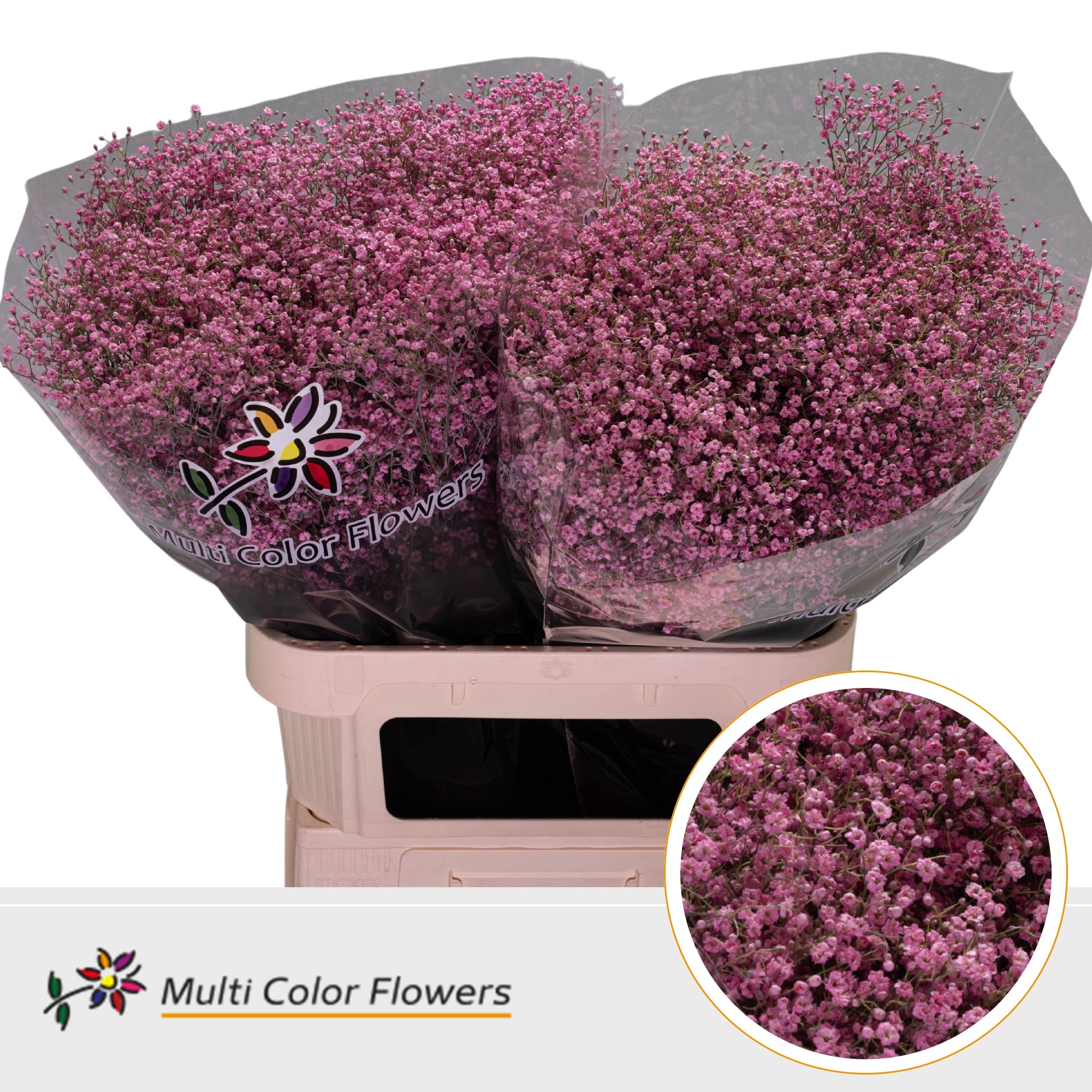 Срезанные цветы оптом Gyps fine paint pink от 50шт. из Голландии с доставкой по России