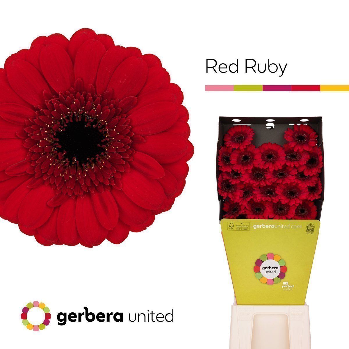 Срезанные цветы оптом Germini diamond red ruby от 20шт из Голландии с доставкой по России